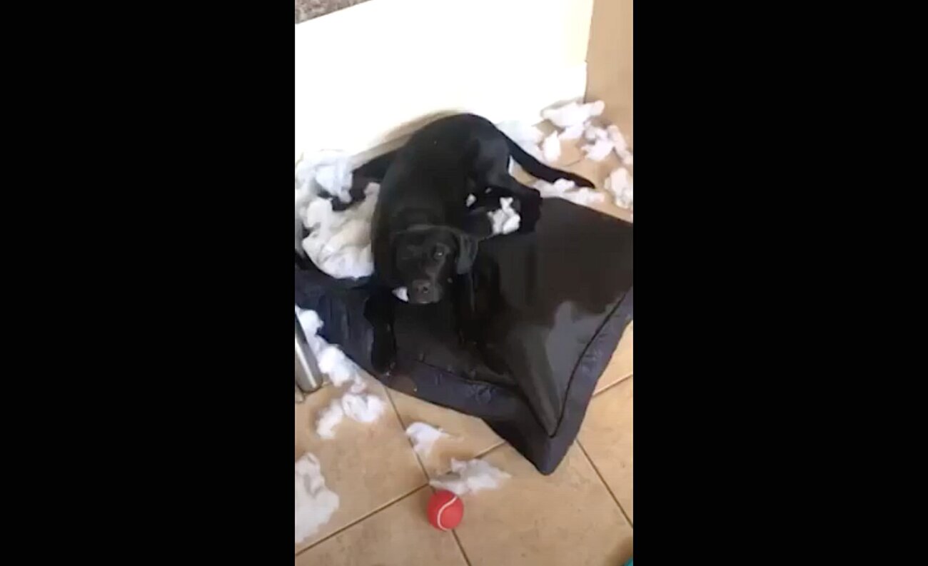 ラブラドールレトリーバー,動画