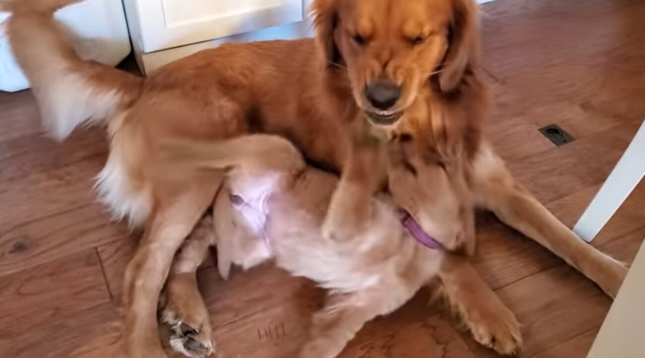 ゴールデンレトリーバー,動画