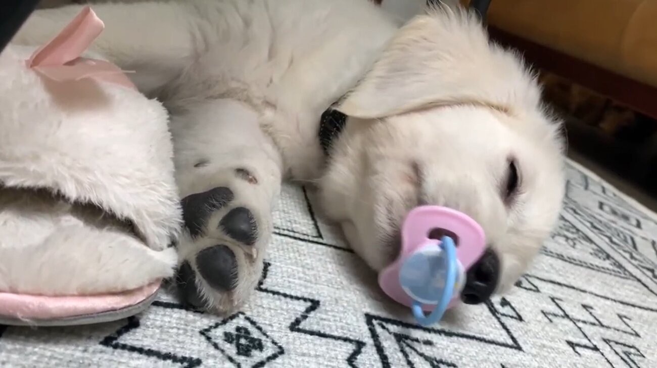 ゴールデンレトリーバー,動画