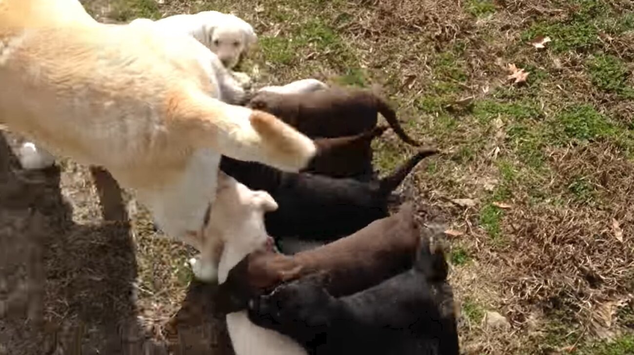 ラブラドールレトリーバー,動画