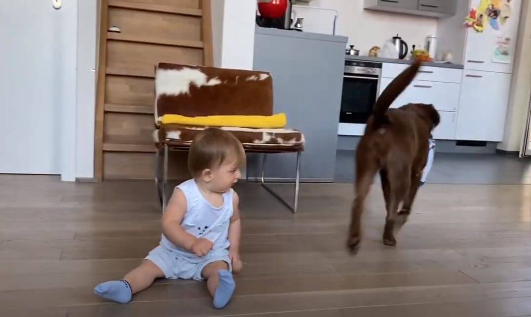 ラブラドールレトリーバー,動画