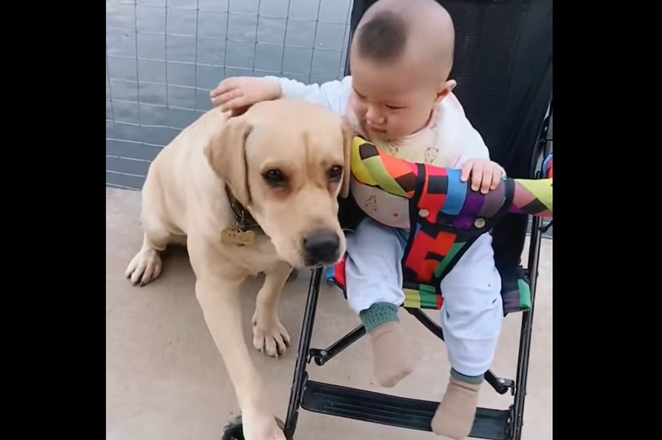 ラブラドールレトリーバー,動画