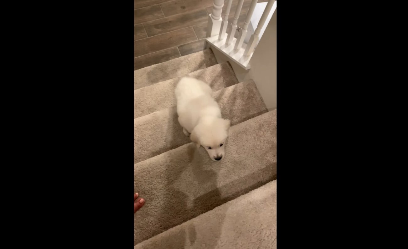 ゴールデンレトリーバー,動画