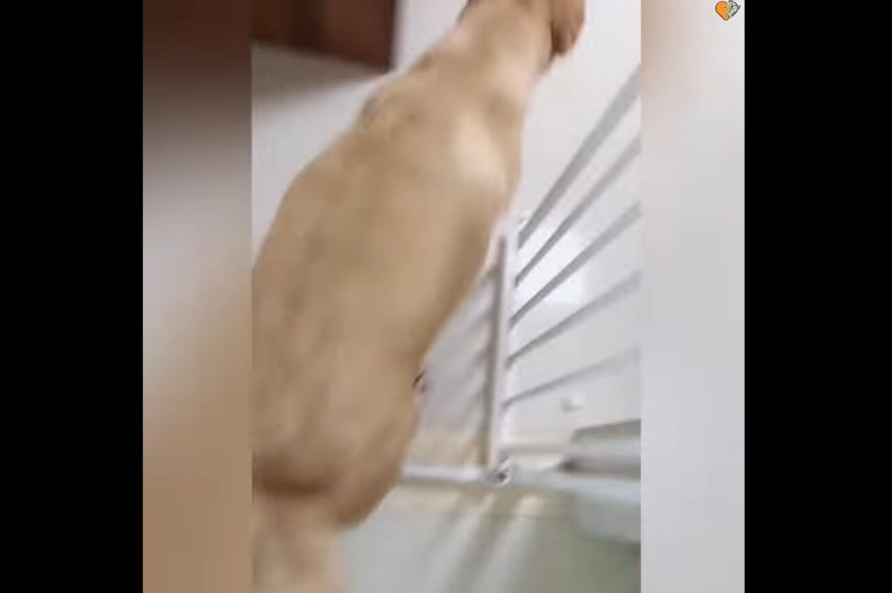 ラブラドールレトリーバー,動画