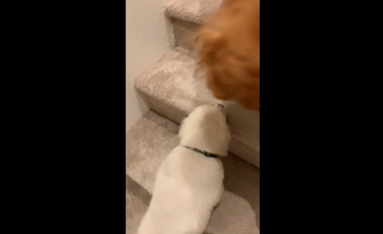 ゴールデンレトリーバー,動画