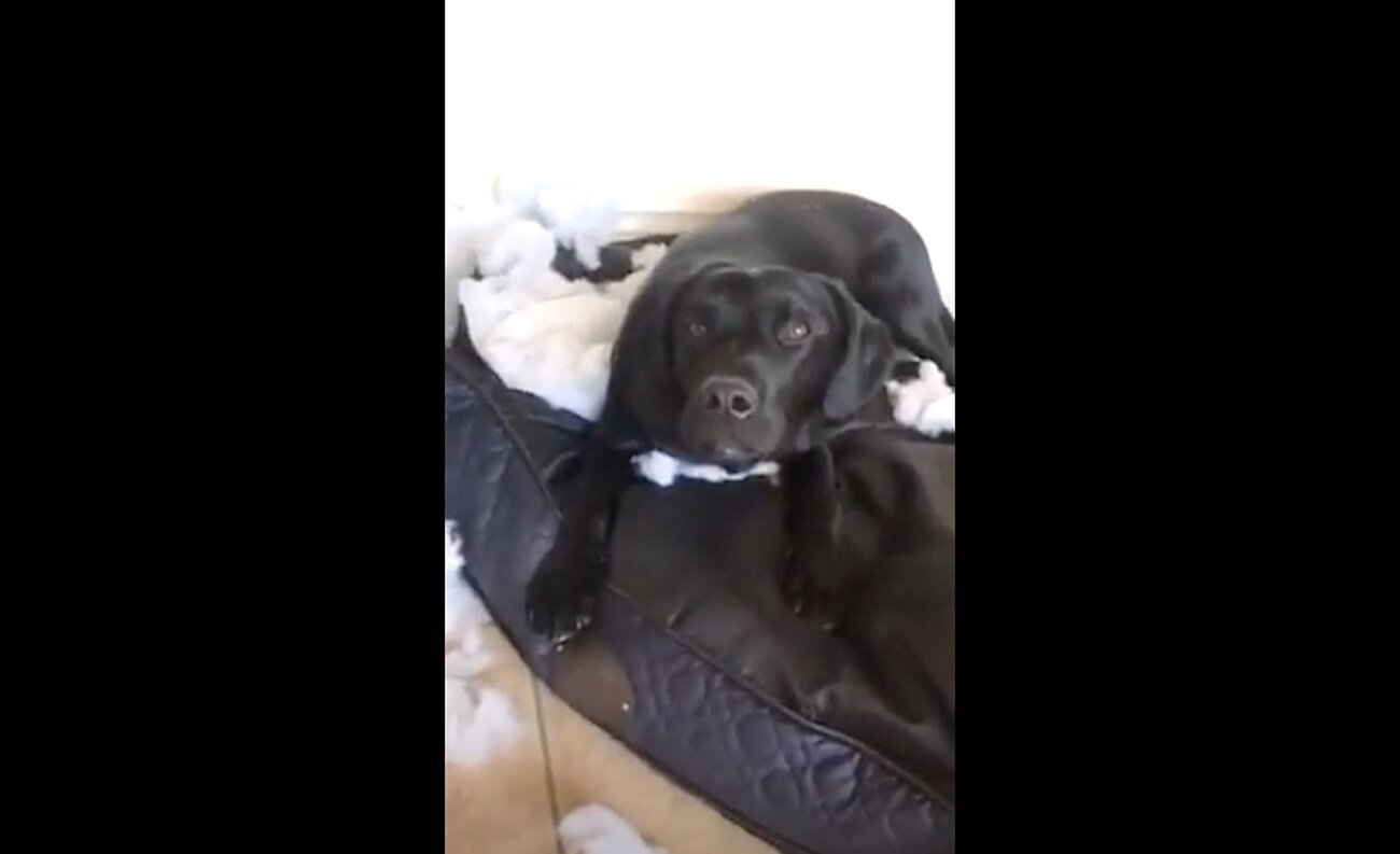 ラブラドールレトリーバー,動画