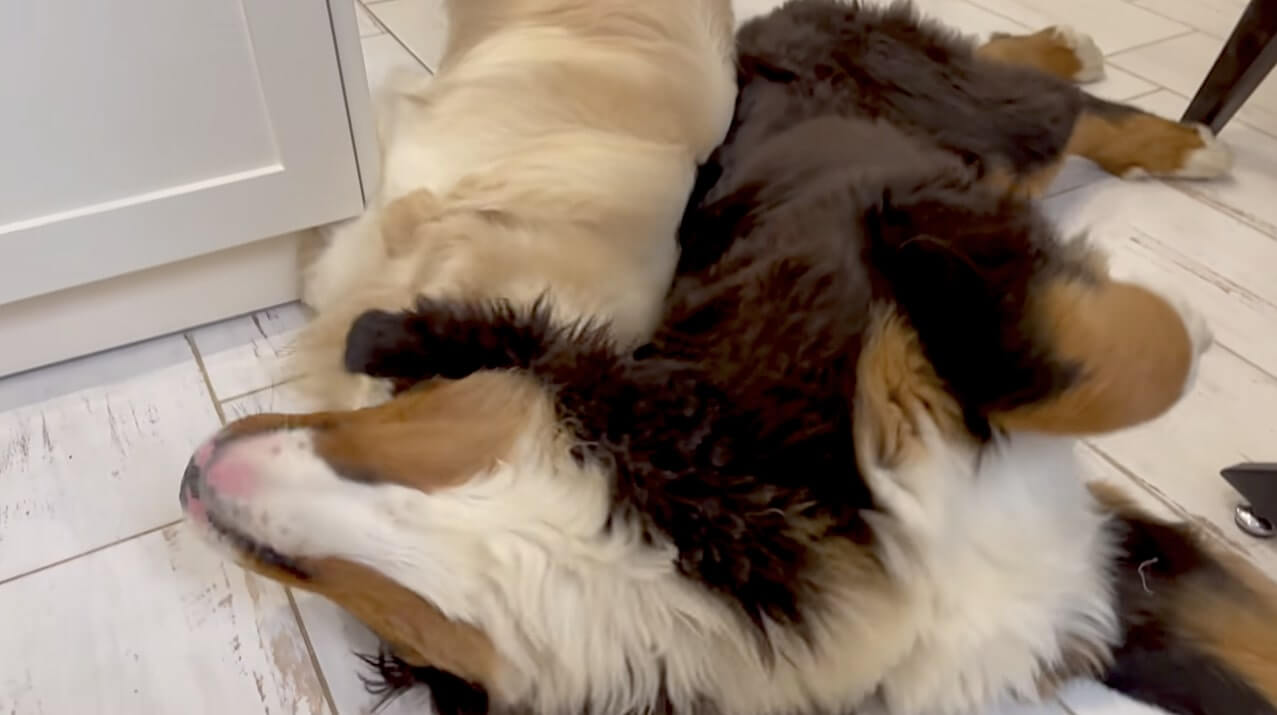 ゴールデンレトリーバー,動画