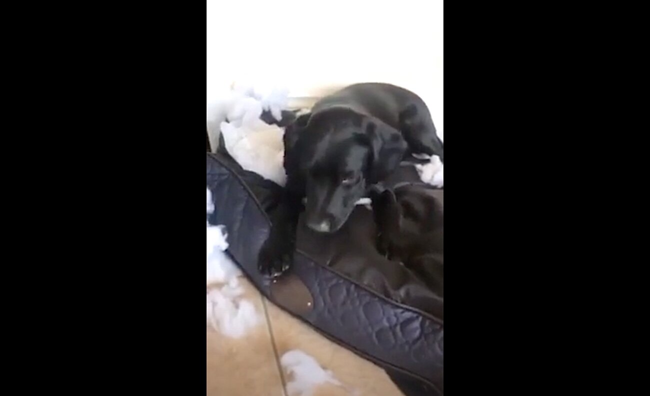 ラブラドールレトリーバー,動画