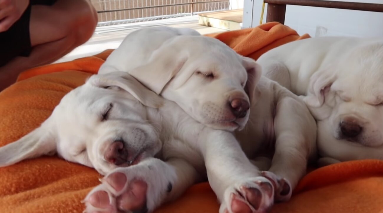 ラブラドールレトリーバー,動画