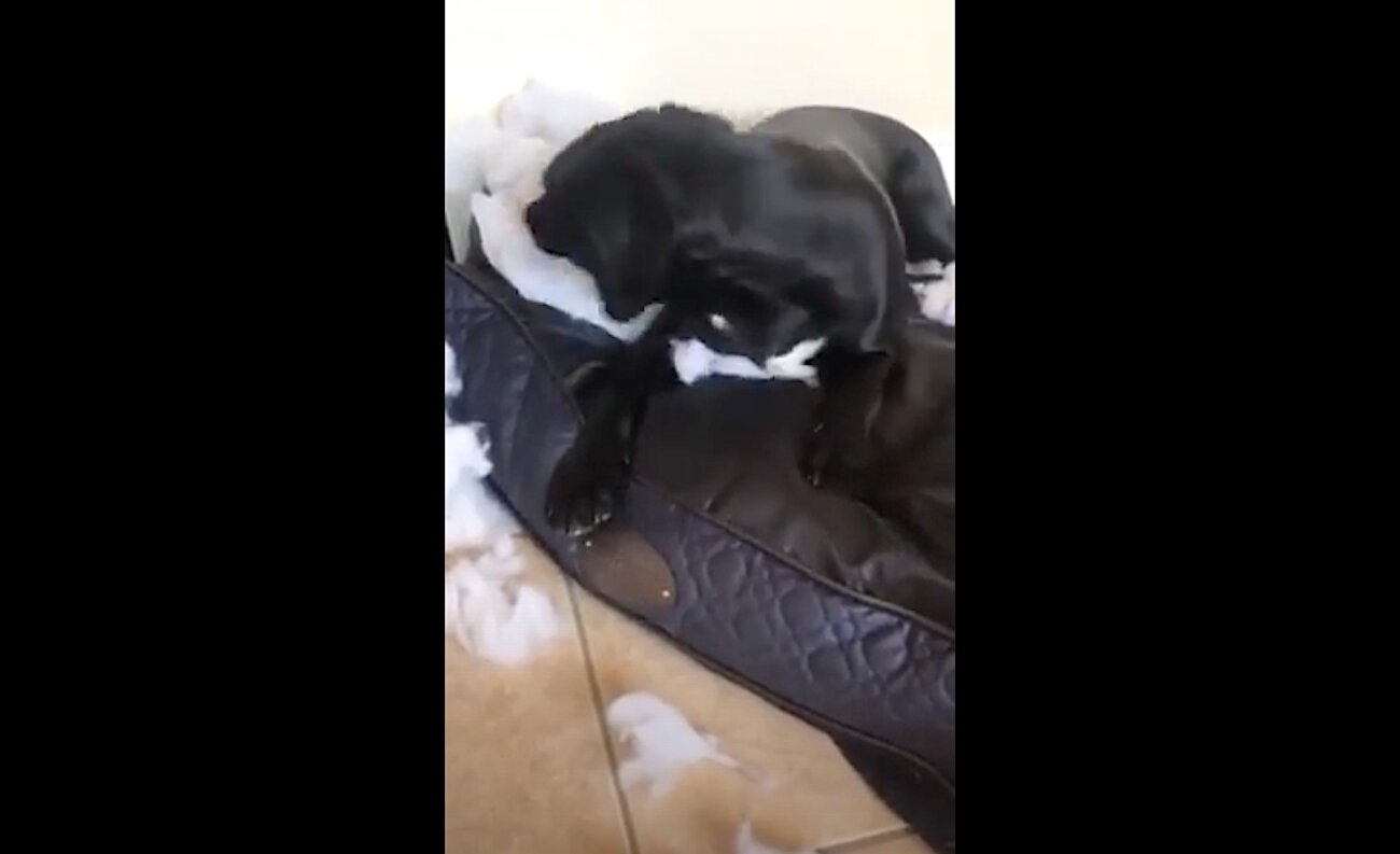 ラブラドールレトリーバー,動画