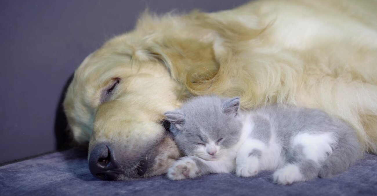 ゴールデンレトリーバー,動画