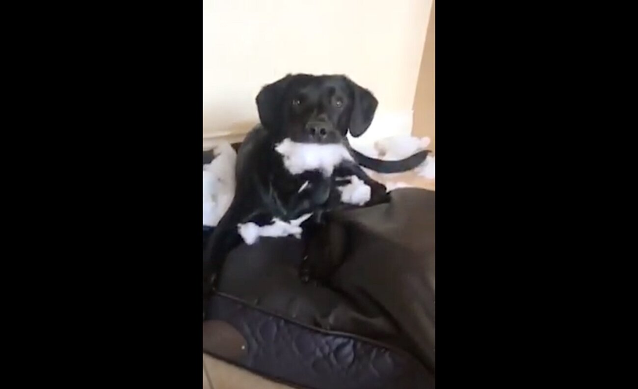 ラブラドールレトリーバー,動画