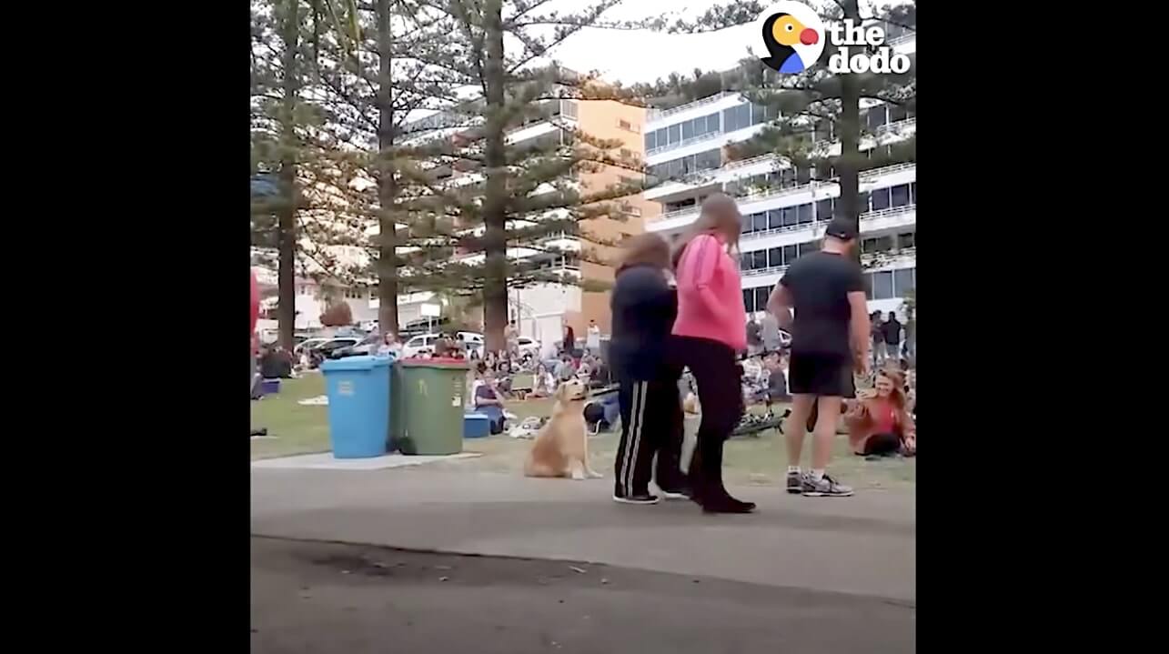 ゴールデンレトリーバー,動画