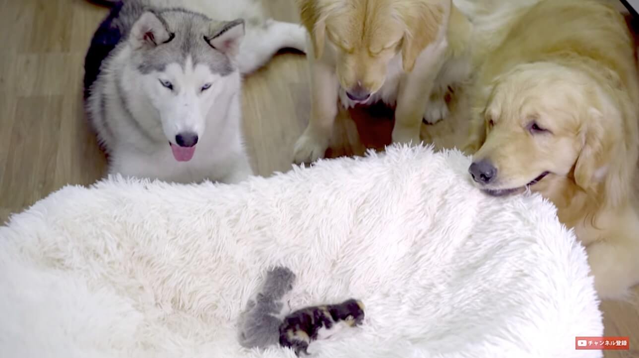 ゴールデンレトリーバー,動画