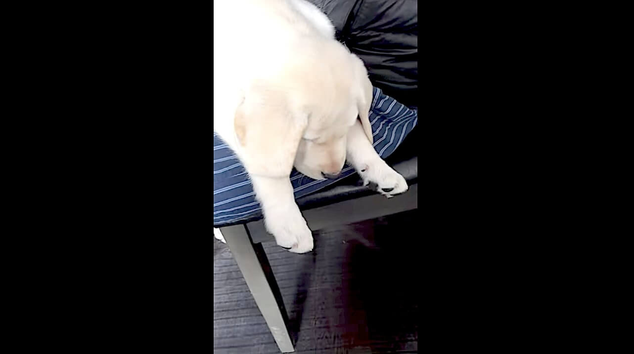 ラブラドールレトリーバー,動画