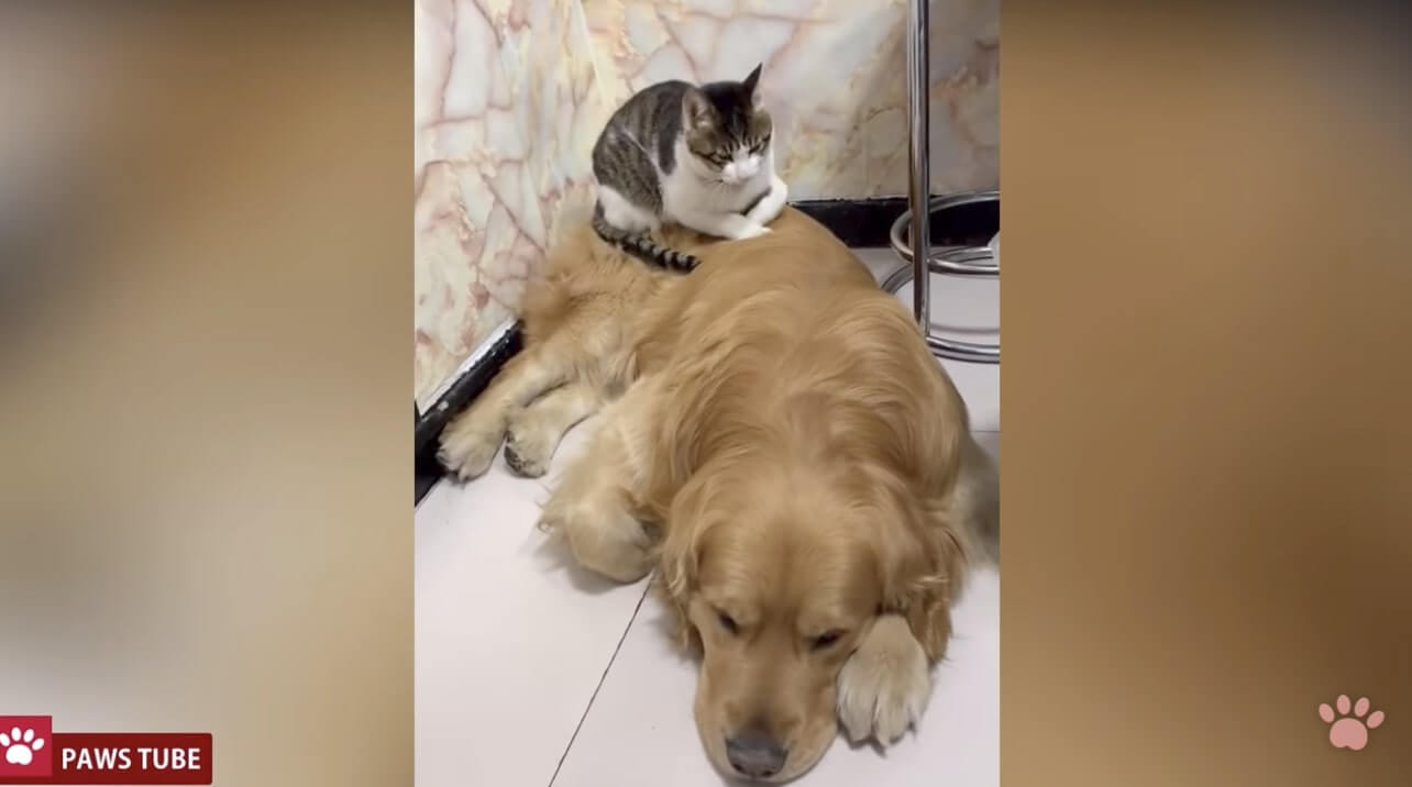 ゴールデンレトリーバー,動画