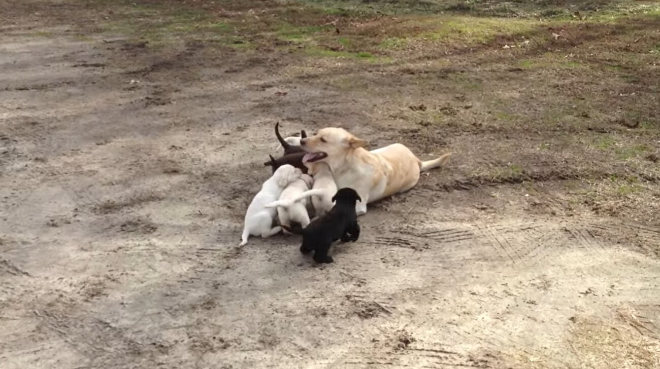 ラブラドールレトリーバー,動画