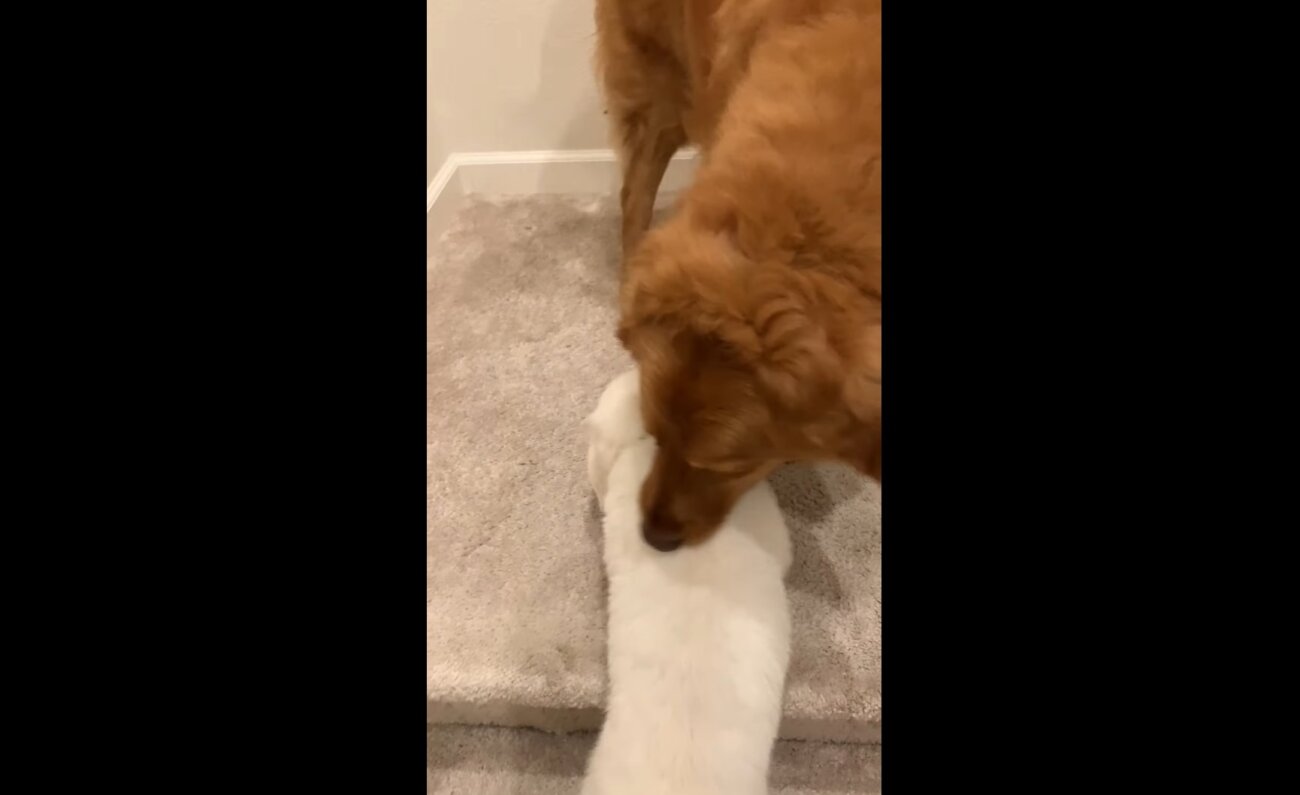 ゴールデンレトリーバー,動画