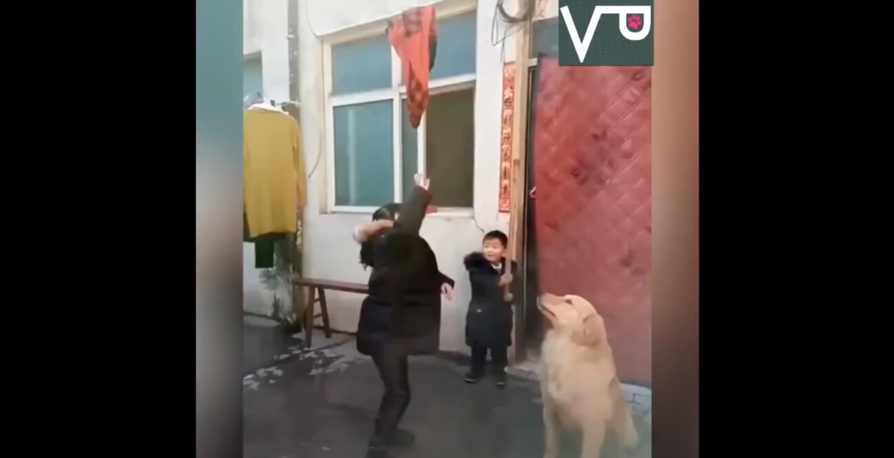 ゴールデンレトリーバー,動画