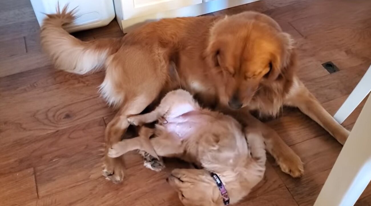 ゴールデンレトリーバー,動画