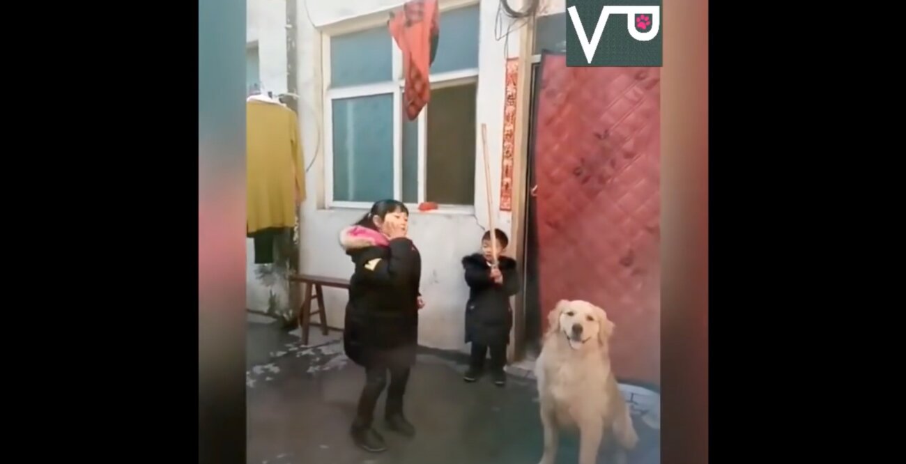 ゴールデンレトリーバー,動画