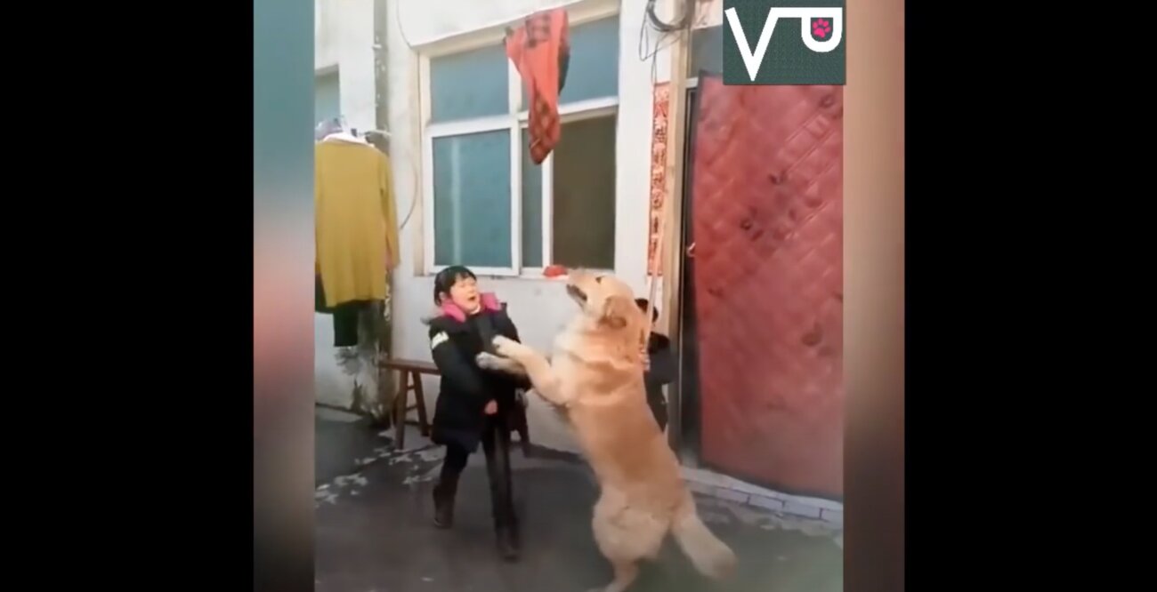 ゴールデンレトリーバー,動画