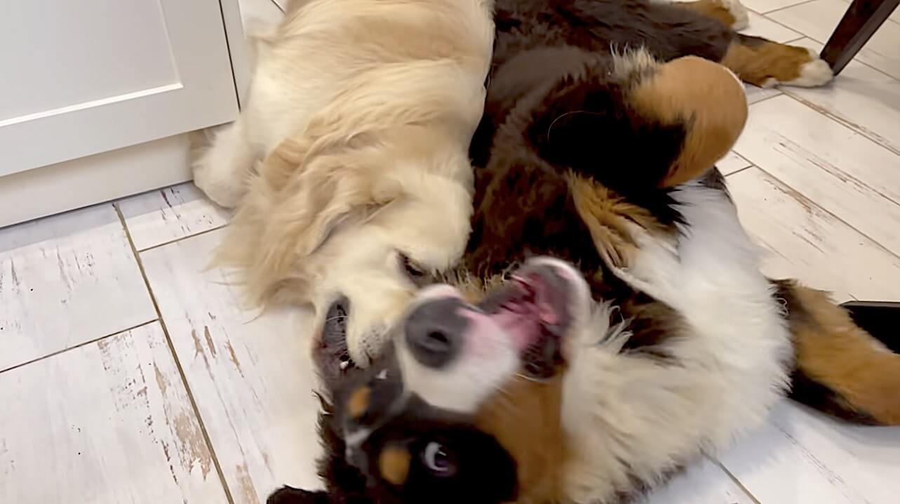 ゴールデンレトリーバー,動画