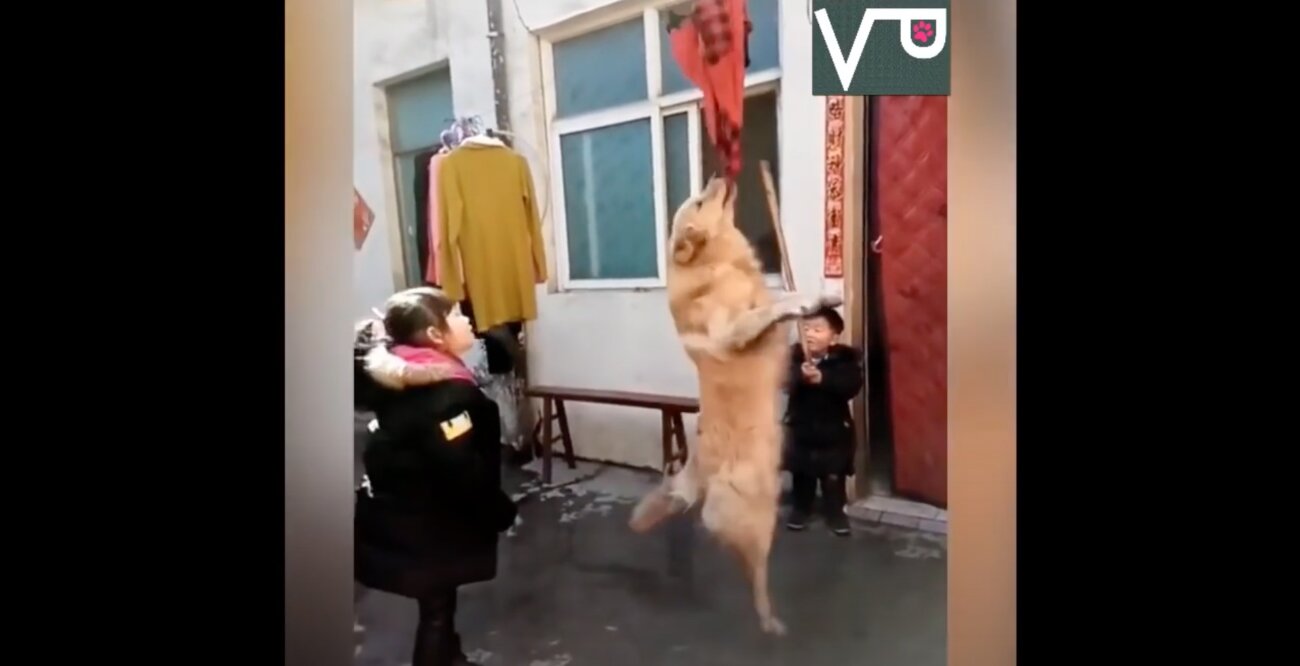 ゴールデンレトリーバー,動画