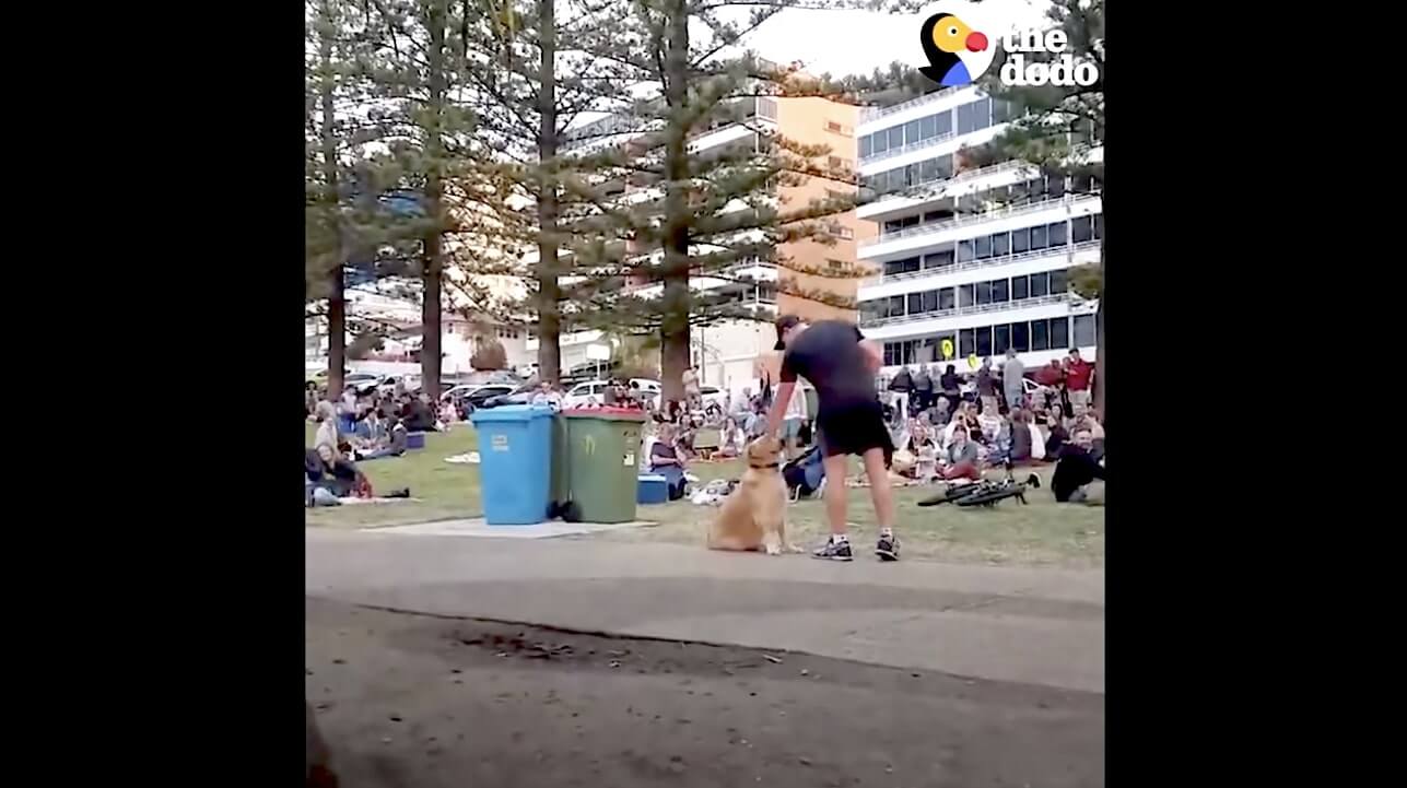 ゴールデンレトリーバー,動画