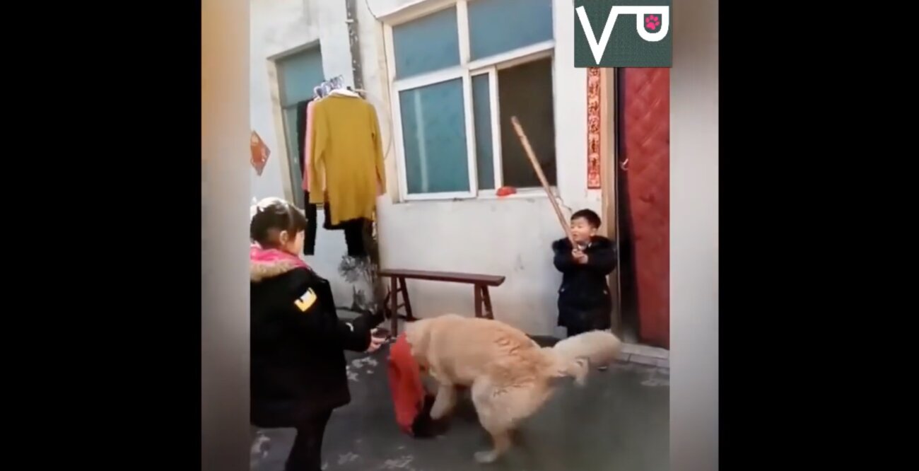 ゴールデンレトリーバー,動画