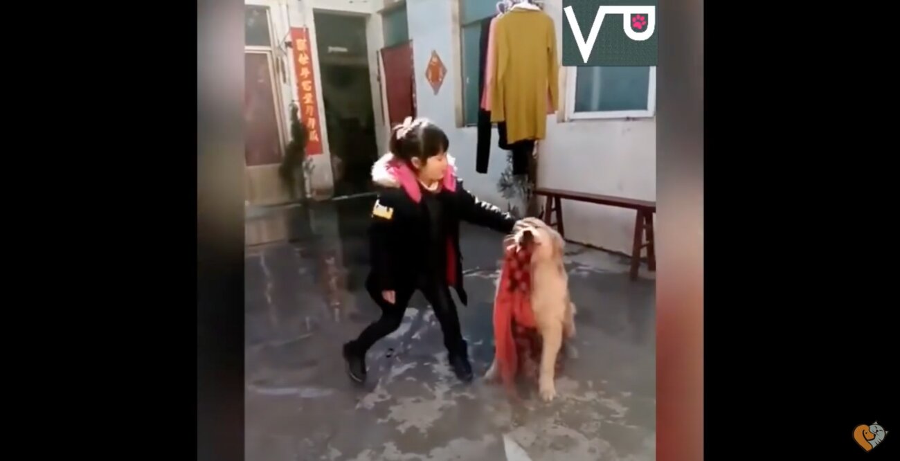 ゴールデンレトリーバー,動画