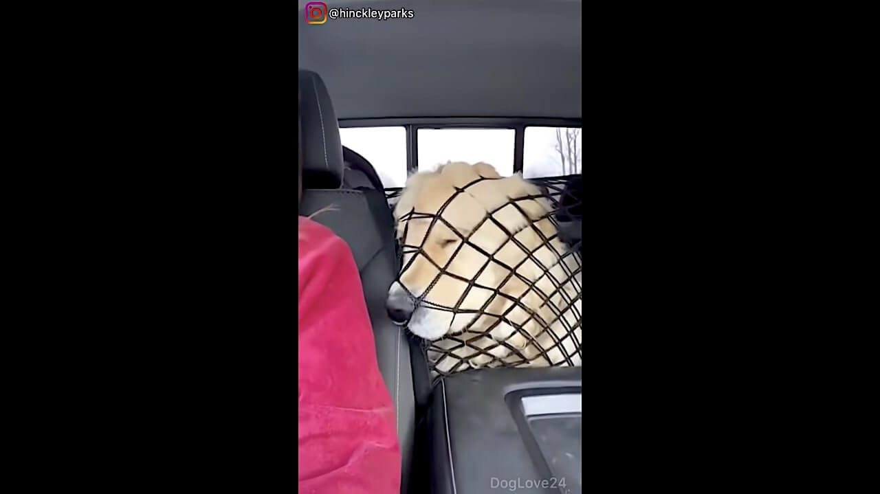 ゴールデンレトリーバー,動画