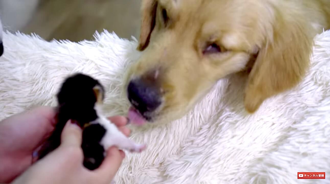 ゴールデンレトリーバー,動画