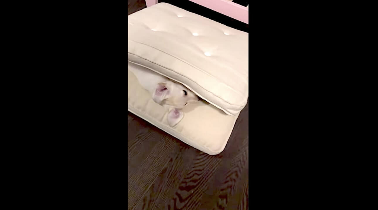 ラブラドールレトリーバー,動画