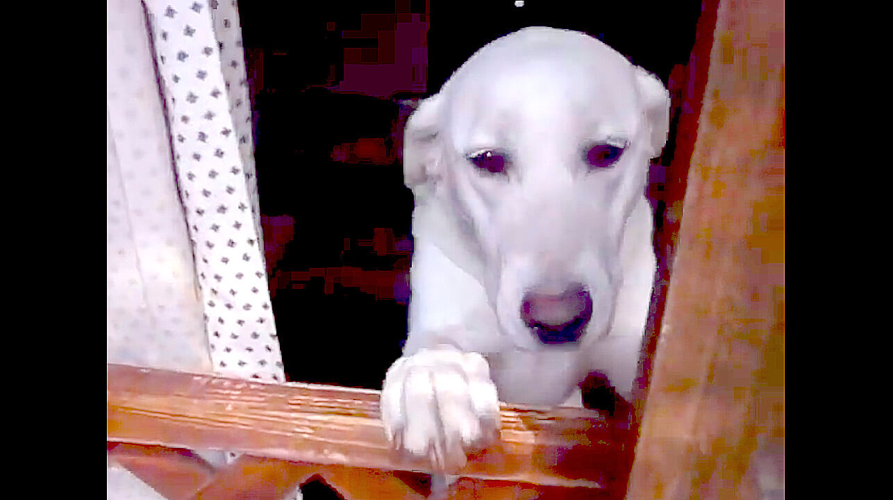 ラブラドールレトリーバー,動画