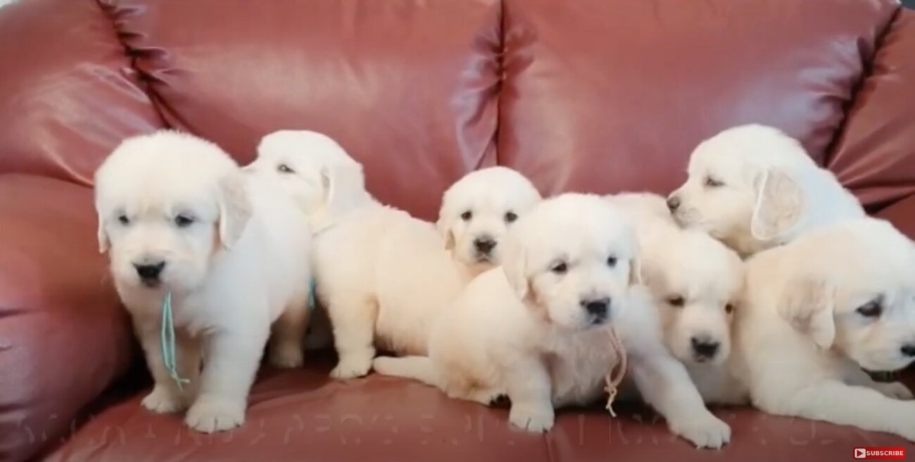 ゴールデンレトリーバー,動画