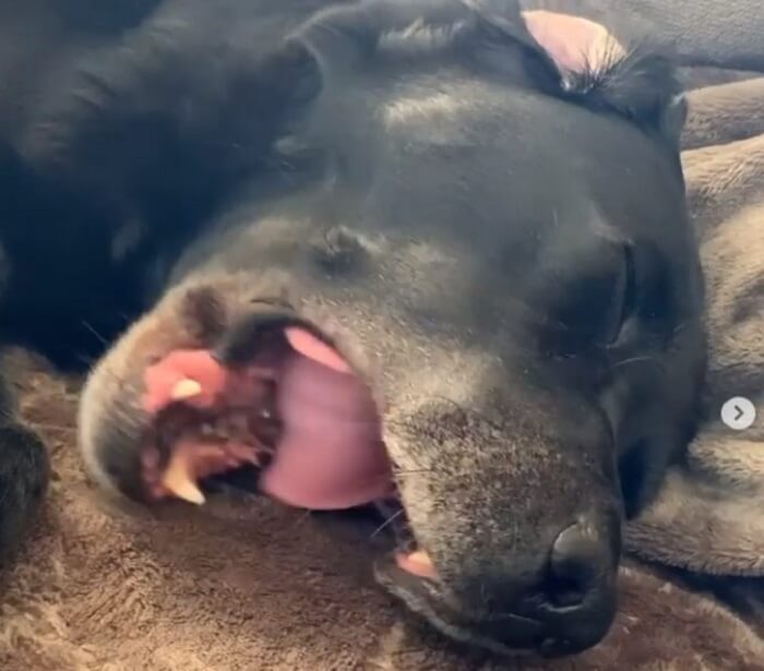 ラブラドールレトリーバー,動画