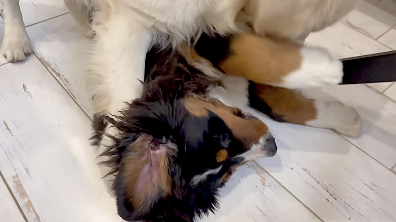 ゴールデンレトリーバー,動画