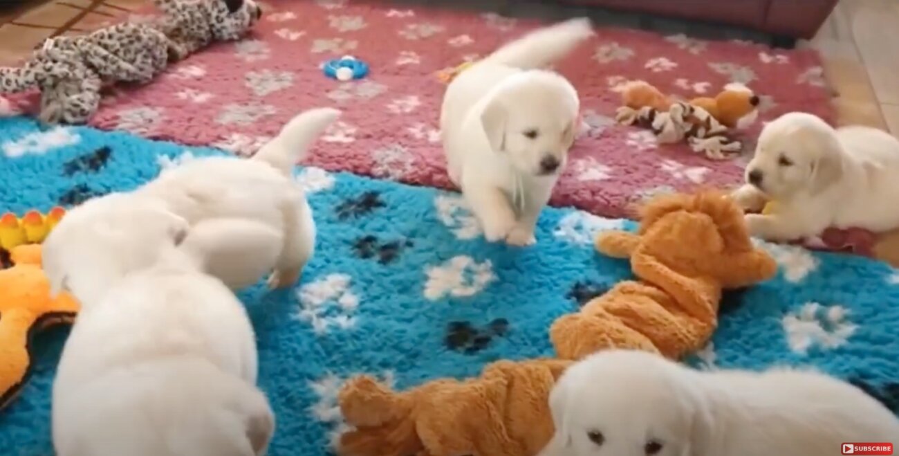 ゴールデンレトリーバー,動画