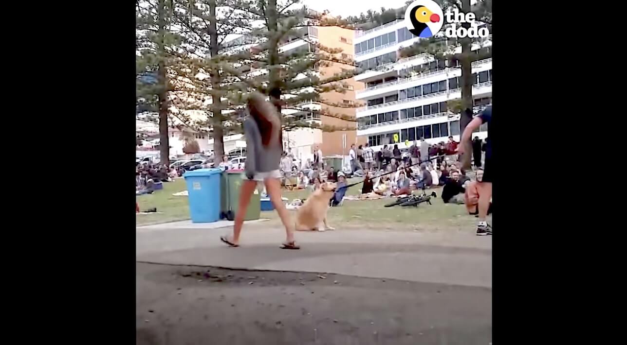 ゴールデンレトリーバー,動画