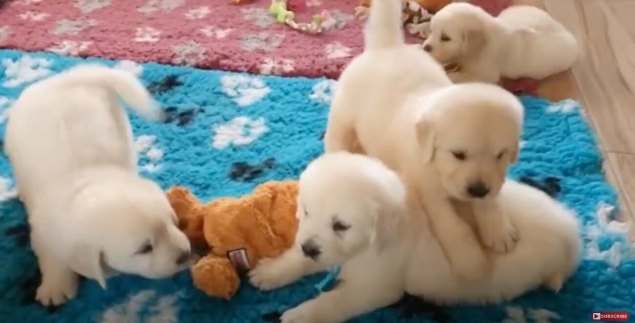 ゴールデンレトリーバー,動画