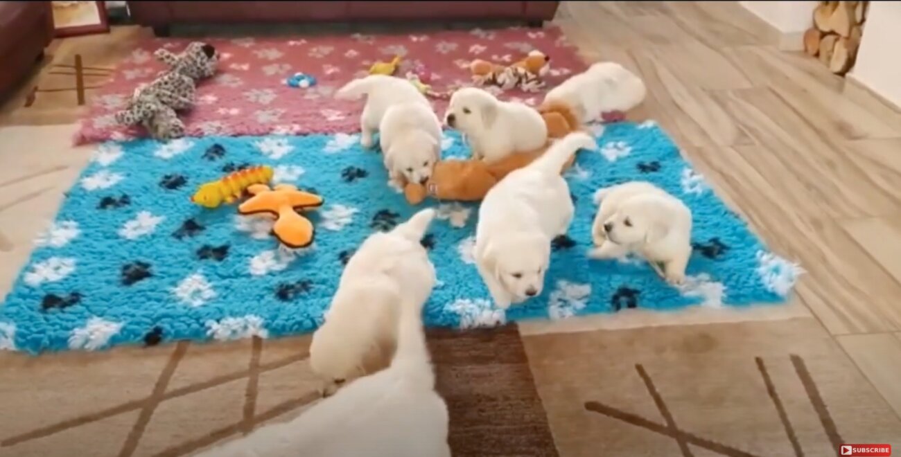 ゴールデンレトリーバー,動画