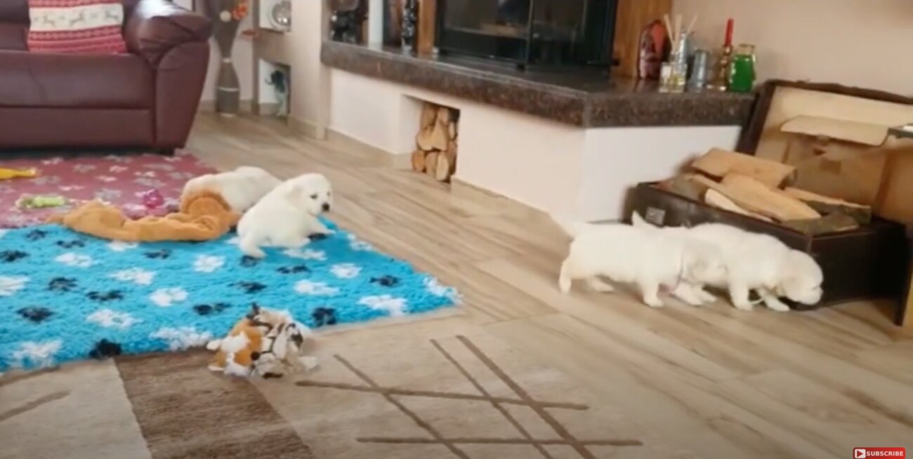 ゴールデンレトリーバー,動画