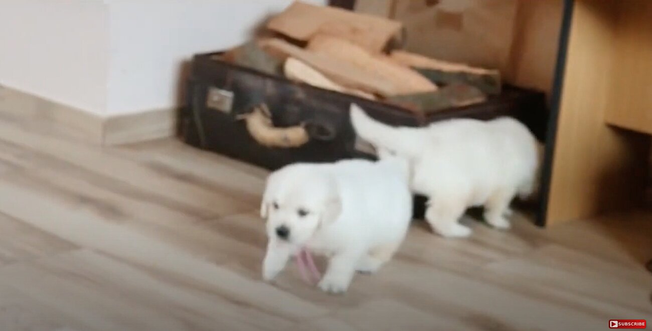 ゴールデンレトリーバー,動画