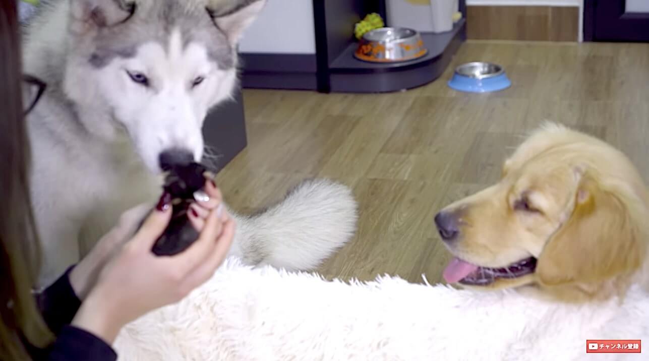 ゴールデンレトリーバー,動画