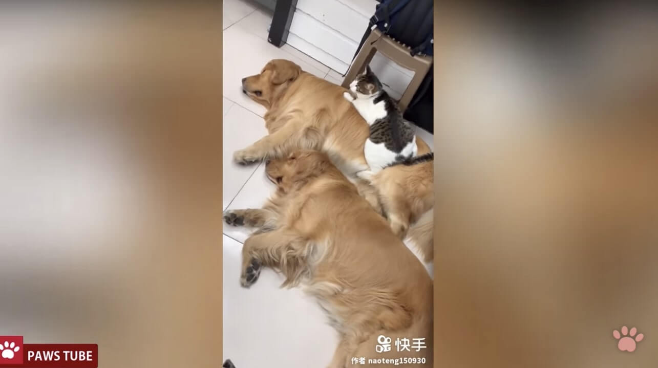 ゴールデンレトリーバー,動画