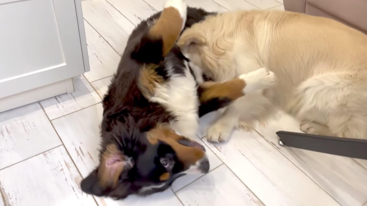 ゴールデンレトリーバー,動画