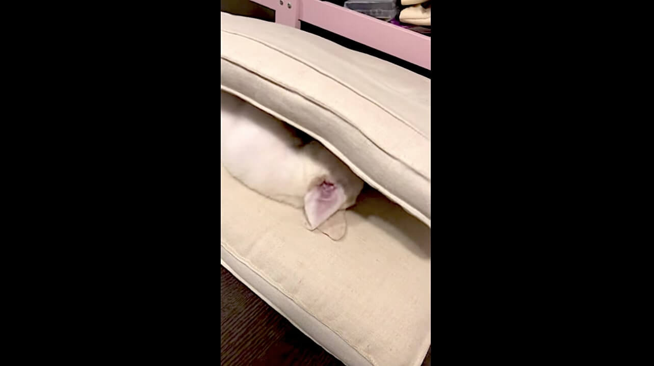 ラブラドールレトリーバー,動画