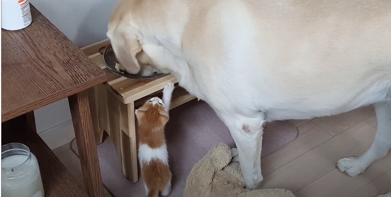 ラブラドールレトリーバー,動画