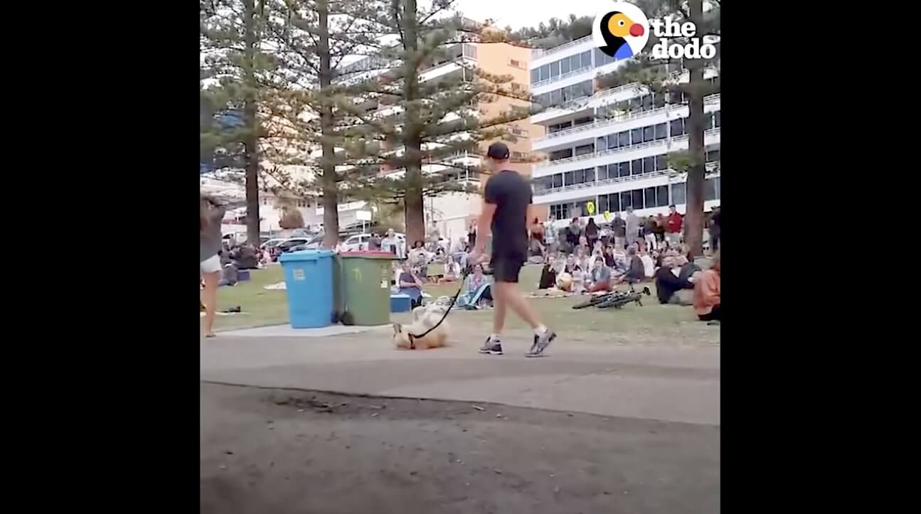 ゴールデンレトリーバー,動画